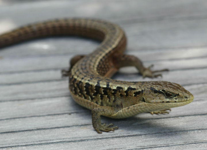 Northern Alligator Lizard